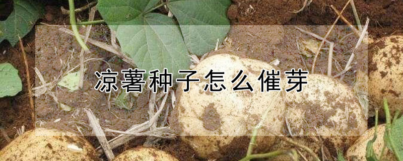 涼薯種子怎么催芽