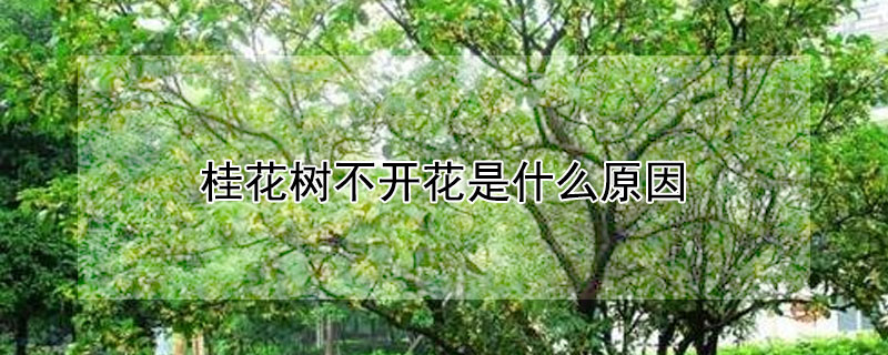 桂花樹不開花是什么原因