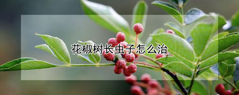 花椒樹長(zhǎng)蟲子怎么治