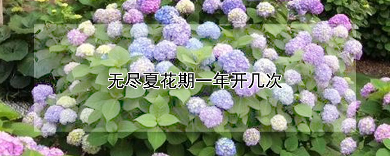 無盡夏花期一年開幾次