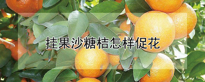 掛果沙糖桔怎樣促花