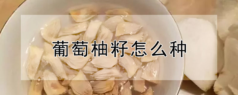 葡萄柚籽怎么種