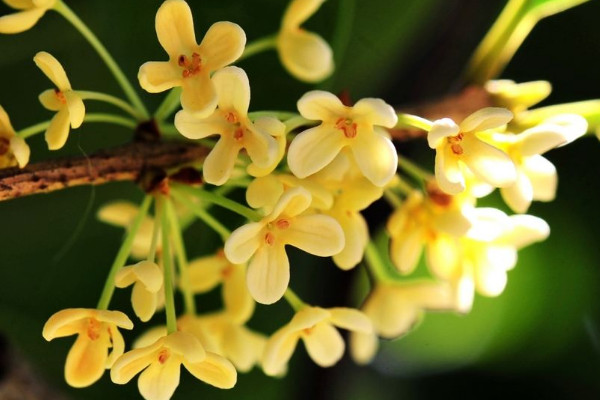 桂花樹能栽在院子里嗎