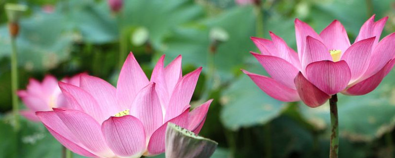 荷花和睡蓮有什么區(qū)別