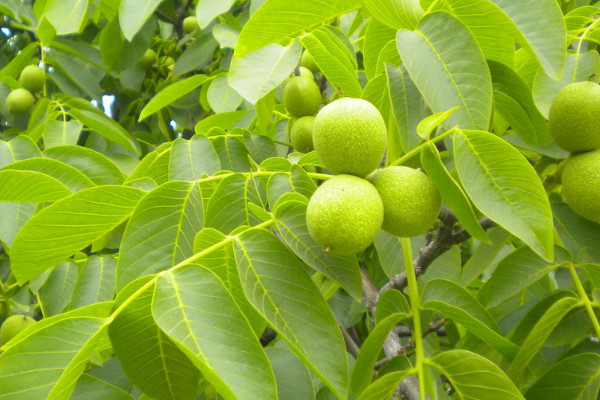 核桃樹幾月份嫁接最好