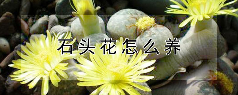 石頭花怎么養