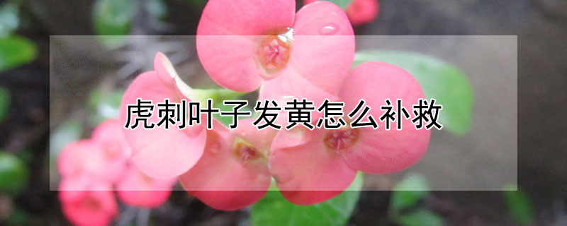 虎刺葉子發(fā)黃怎么補(bǔ)救