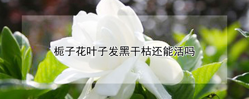 梔子花葉子發黑干枯還能活嗎