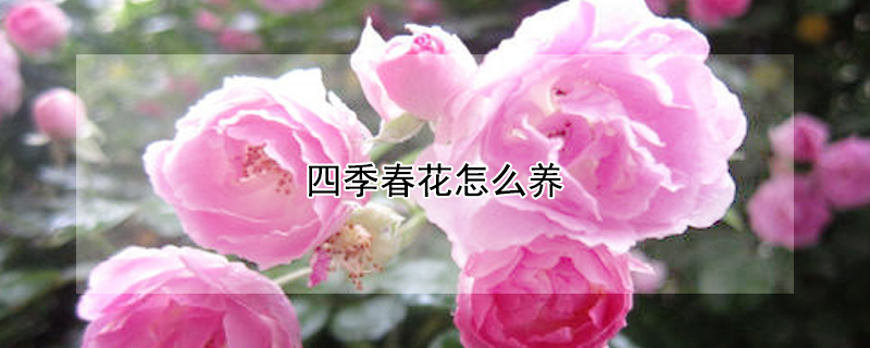 四季春花怎么養