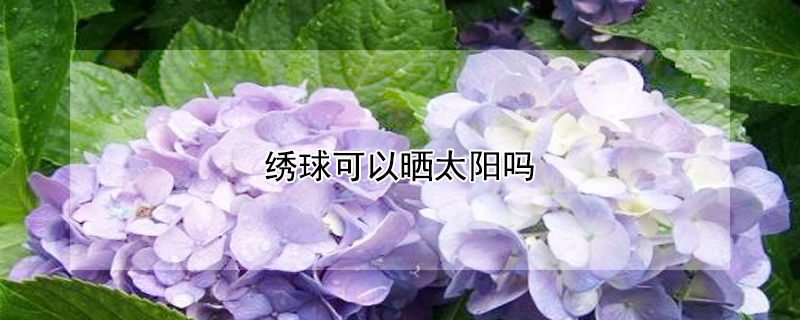 繡球可以曬太陽嗎