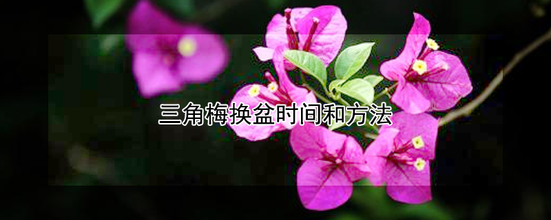 三角梅換盆時間和方法