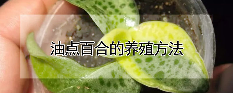 油點百合的養殖方法