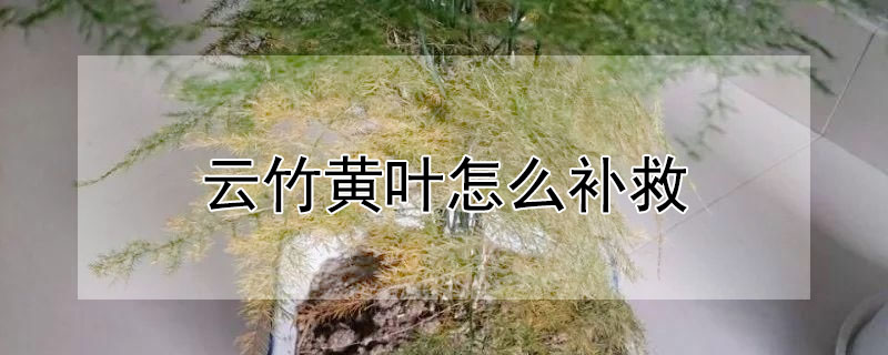 云竹黃葉怎么補救