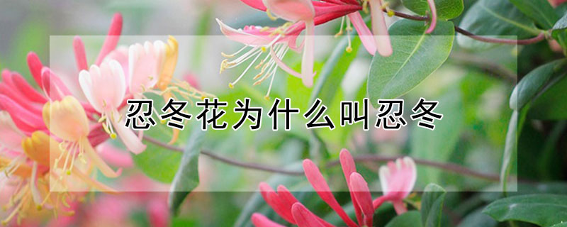 忍冬花為什么叫忍冬