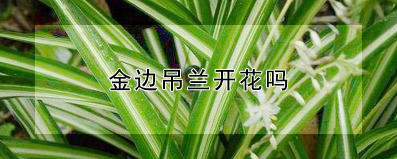 金邊吊蘭開花嗎