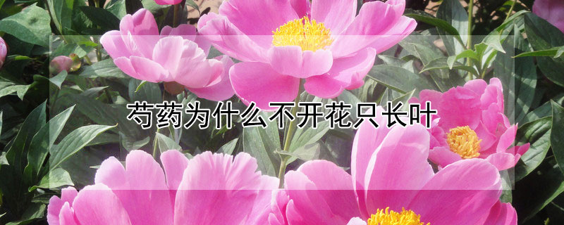 芍藥為什么不開花只長葉