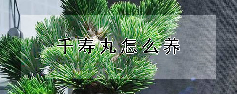 千壽丸怎么養(yǎng)