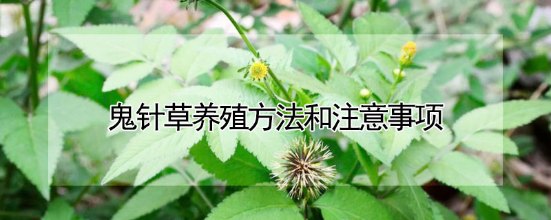 鬼針草養殖方法和注意事項