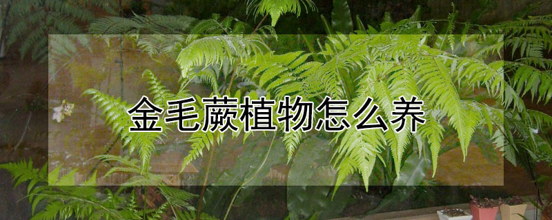 金毛蕨植物怎么養