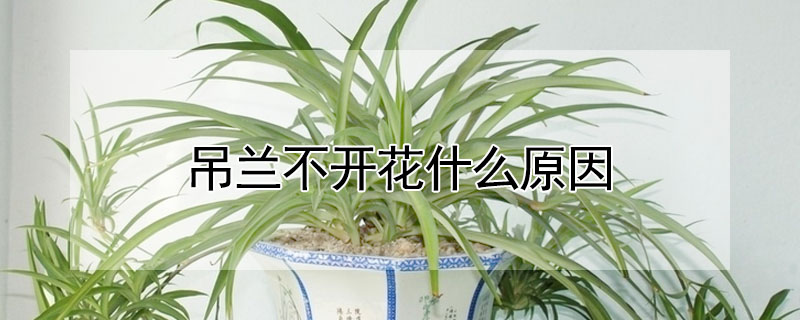 吊蘭不開花什么原因