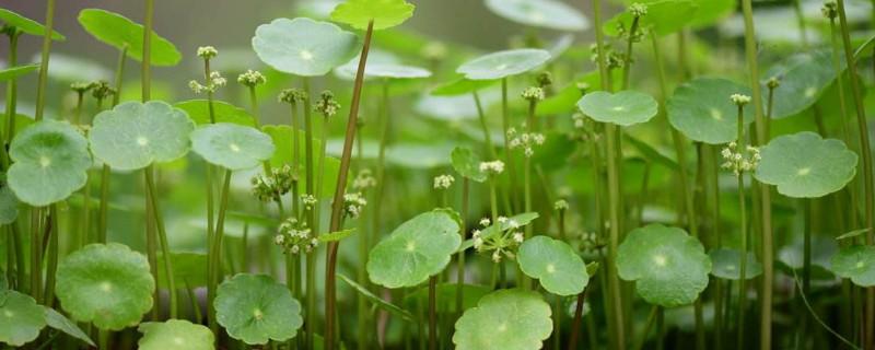 銅錢草開花要剪掉嗎