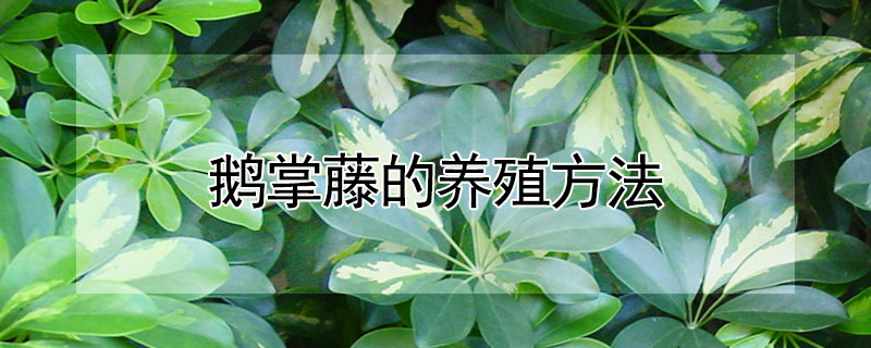 鵝掌藤的養(yǎng)殖方法