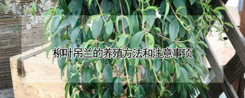 柳葉吊蘭的養殖方法和注意事項