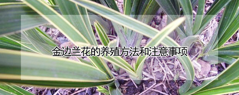 金邊蘭花的養殖方法和注意事項