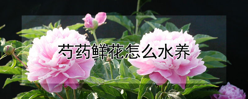 芍藥鮮花怎么水養