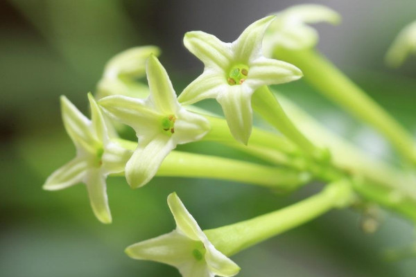 夜來香的花語