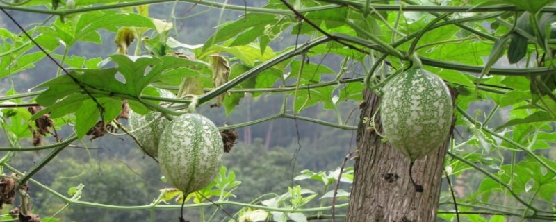 吊瓜種植技術(shù)