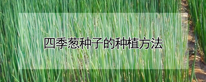 四季蔥種子的種植方法