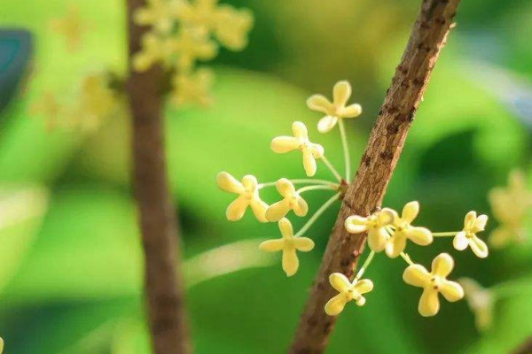 桂花不發芽是怎么回事