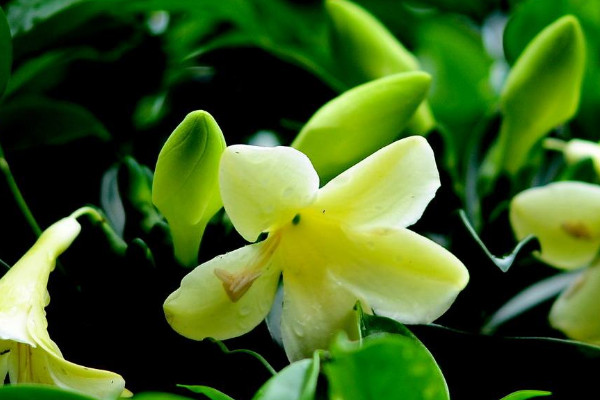 非洲茉莉什么時候開花