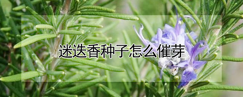 迷迭香種子怎么催芽