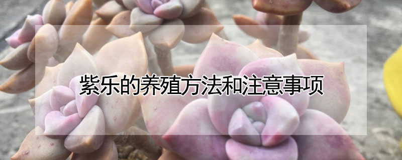 紫樂的養殖方法和注意事項