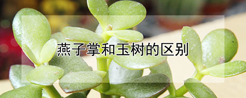 燕子掌和玉樹(shù)的區(qū)別