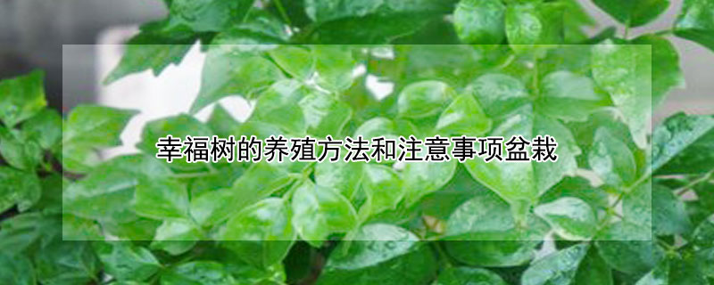 幸福樹的養殖方法和注意事項盆栽