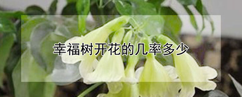 幸福樹開花的幾率多少