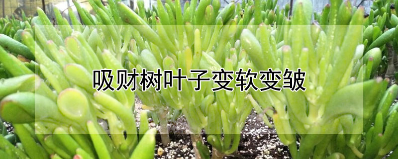 吸財(cái)樹(shù)葉子變軟變皺