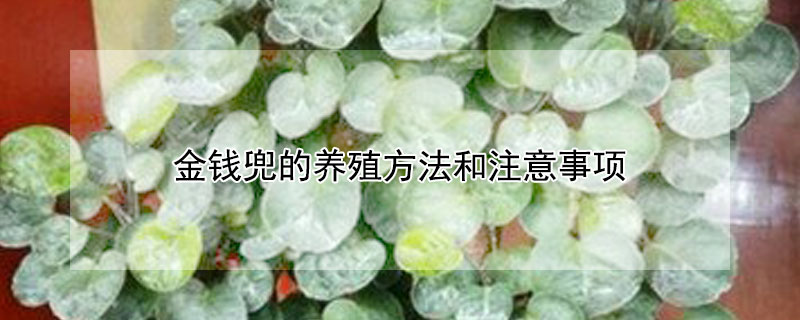 金錢兜的養(yǎng)殖方法和注意事項(xiàng)