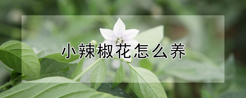 小辣椒花怎么養