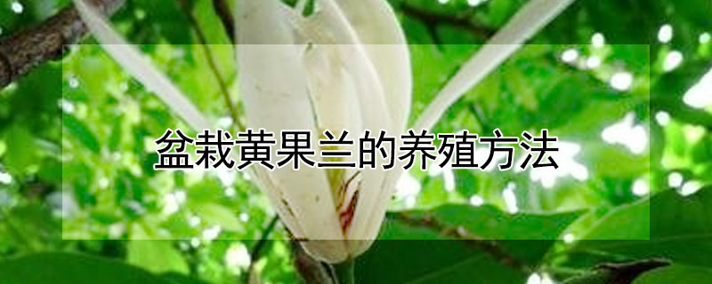 盆栽黃果蘭的養(yǎng)殖方法