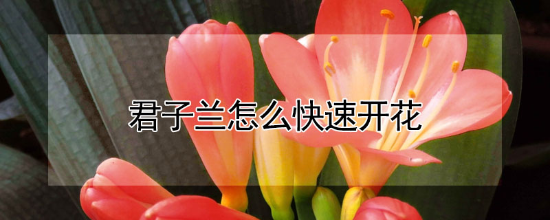 君子蘭怎么快速開花