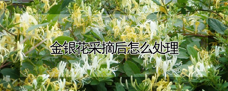 金銀花采摘后怎么處理