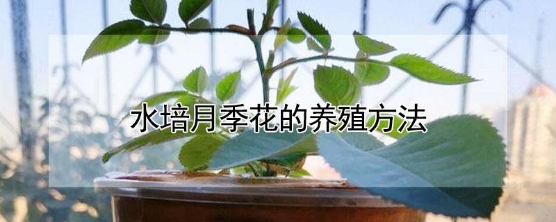 水培月季花的養殖方法