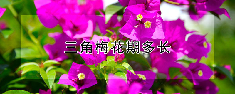 三角梅花期多長(zhǎng)