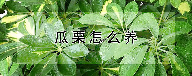 瓜栗怎么養(yǎng)