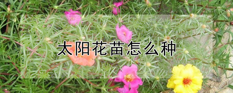 太陽花苗怎么種