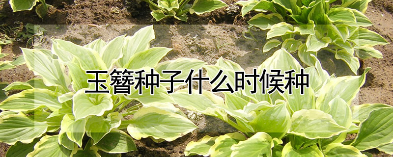 玉簪種子什么時候種